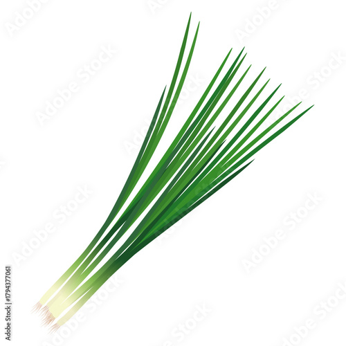 小ねぎ　葉物野菜のイラスト素材
