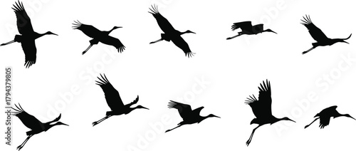 Bird silhouettes in flight, crane wings spread, heron motion study, elegant avian shapes, flying posture reference, wildlife illustration, nature art
