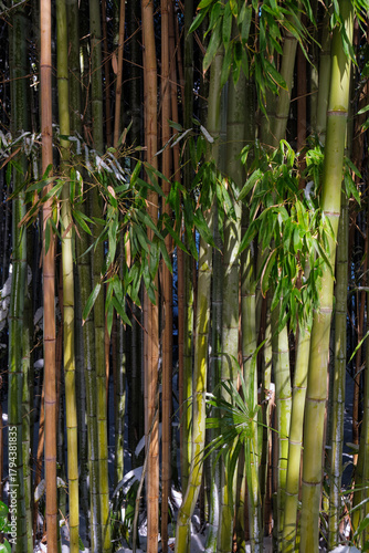 The snow covered bamboo stalks in winter. Sirius. Krasnodar Krai. Russia