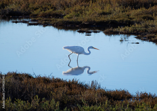 Cuadro en lienzo great heron standing on the water
