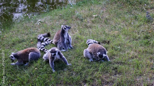 Ring tailed lemur in zoo enclosure featuring striped tail gray fur, bright eyes and natural light representing wildlife, animal behavior, conservation and exotic species in controlled environment area