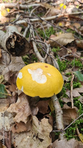фотографія Une magnifique russule jaune poussant dans une forêt de bouleau à l'automne (Île