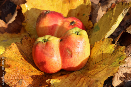 Two unusual twin Apples, Malus x domestica, lying on the ground on leaves in autumn in woodland.