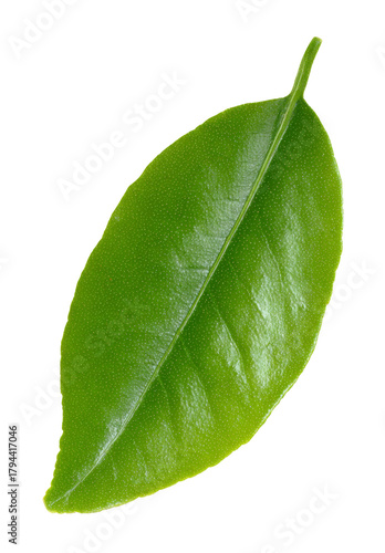 green citrus leaf isolated on white background