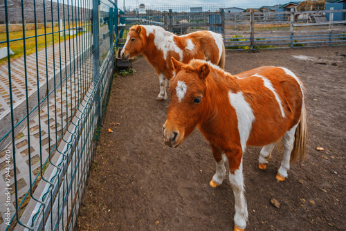 Fotografie Two charming miniature ponies with brown and white coats stand in a fenced enclosure