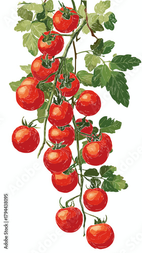 Vector illustration of cherry tomatoes on the vine