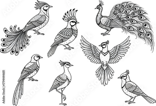 Collection of elegant hand drawn bird illustrations featuring peacocks and other exotic avian species in black and white