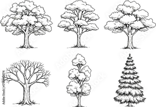 Collection of six detailed hand drawn black and white illustrations of various deciduous and evergreen trees
