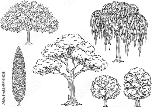 Collection of hand drawn botanical illustrations of various tree species in black and white outline style
