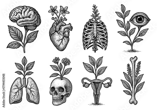 Botanical anatomy: fusion of human organs and nature in detailed illustrations