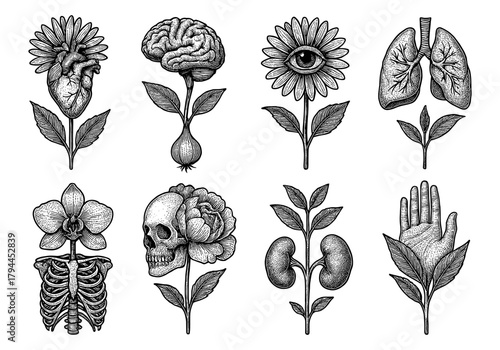 Unique botanical anatomy: detailed floral and human organ fusion artworks