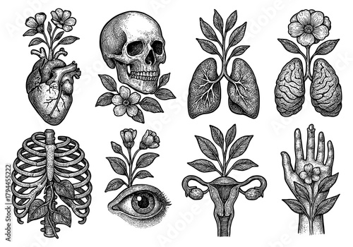 Intricate botanical anatomy: human organs with floral elements in detailed engravings
