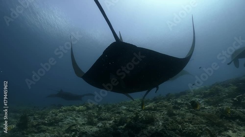 Black and white manta rays glide over the cleaning station at the ridge of coral reef, Multiple scubadivers are watching