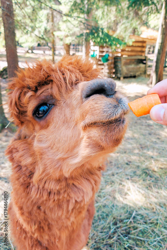 Man hand feeds Huacaya alpaca a carrot.