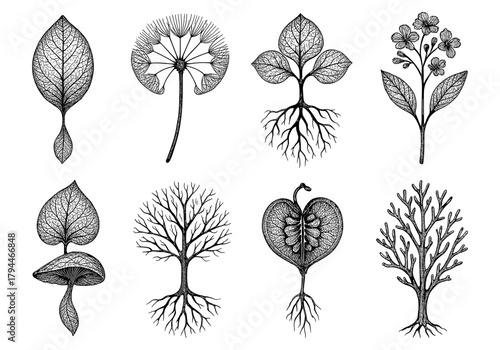 Intricate botanical designs: detailed collection of leaves, roots, and plants for nature art lovers