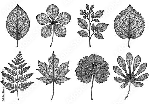Intricate botanical leaf collection in detailed vintage style