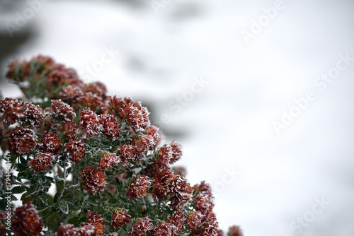 flowers late autumn. Rime. morning frost. Bushes chrysanthemums covered with frost. first frosts. cold season. low temperature. winter background. close-up. autumn morning frosts, garden, flowerbed