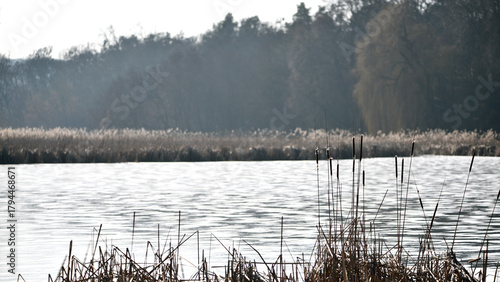 Slika na platnu Typha close-up