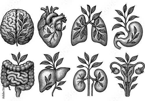 Nature inspired human organs: detailed engravings of brain, heart, lungs, and more with botanical elements