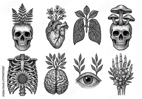 Vintage anatomical illustrations: skulls, floral organs, and nature