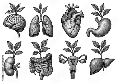 Vintage engraving of plant-infused human organs reflecting nature and health