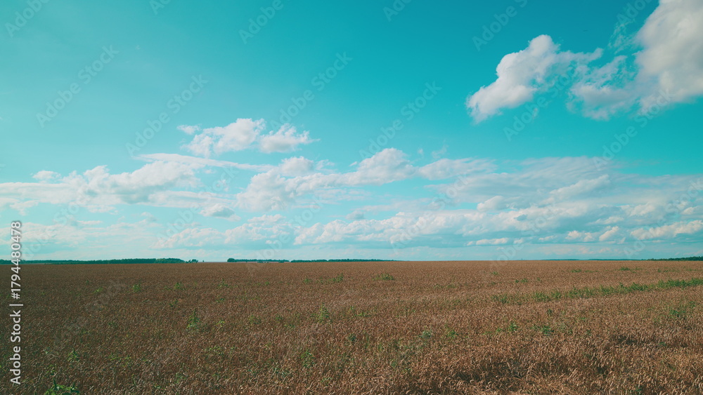 Obraz premium A Vibrant Agricultural Landscape Displaying Colors Under a Beautifully Clear Sky