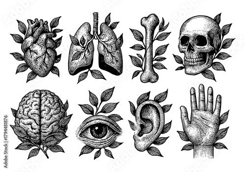 Hand drawn anatomical organs and plants in engraved style