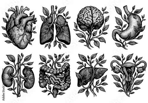 Detailed vintage anatomical organs with floral motifs
