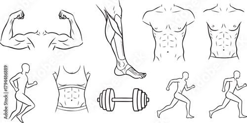 Fitness and Anatomy Illustrations: Muscles, Runners, and Dumbbell