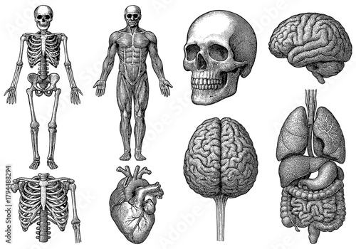 Detailed anatomy collection featuring skeleton, muscles, organs, brain, and skull in vintage style
