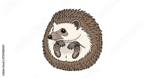 Illustration of a curled-up hedgehog with visible paws and a cute expression.