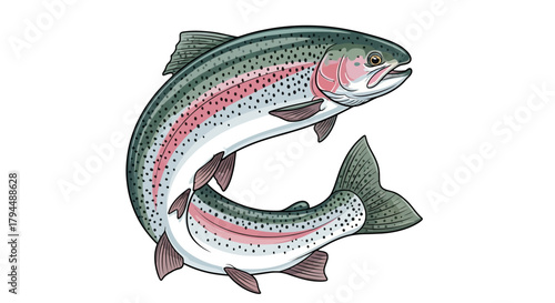 A detailed, colorful illustration of a rainbow trout fish jumping on a white background.