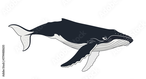 A detailed illustration of a large humpback whale swimming in profile against a plain white background.
