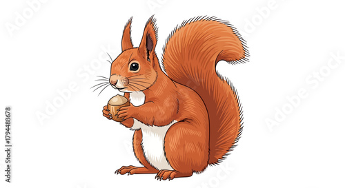 A detailed illustration of a red squirrel holding a nut, showcasing its fur and features.
