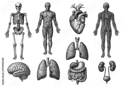 Detailed human anatomy collection with skeletal, muscular, and organ systems in vintage style