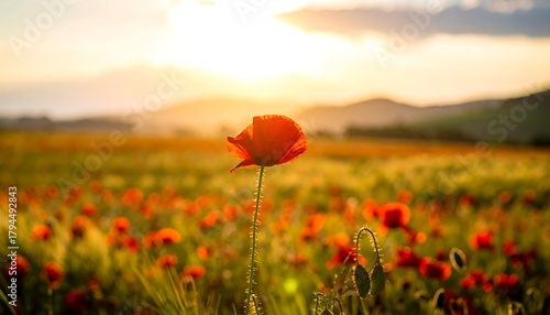 Fototapeta Naklejka Na Ścianę i Meble -  Close-up of a lone red poppy flower bathed in warm sunset glow