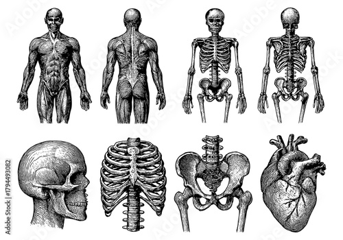 Detailed human anatomy set with skeleton and muscles in hand-drawn style