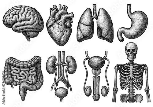 Detailed hand drawn anatomical organs and skeleton set