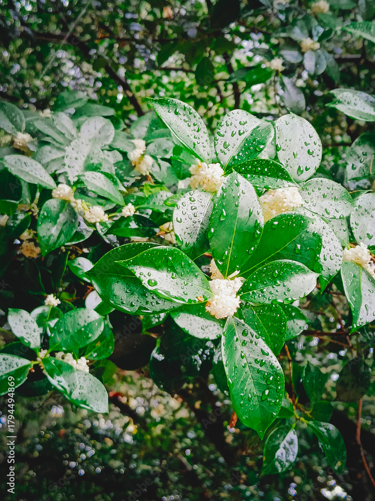 Fototapeta premium Flowering osmanthus trees. Close-up, selective focus. Vertical photograph.