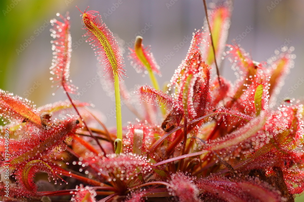 Fototapeta premium 晩秋のアフリカナガバノモウセンゴケ