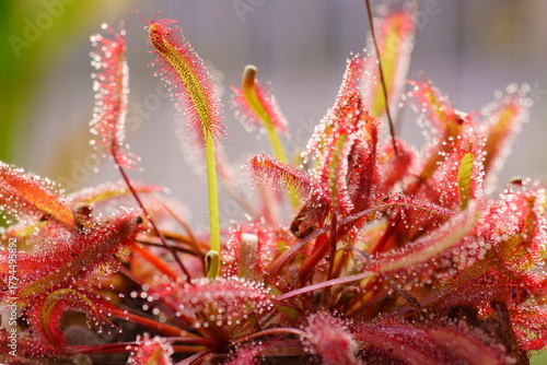 晩秋のアフリカナガバノモウセンゴケ