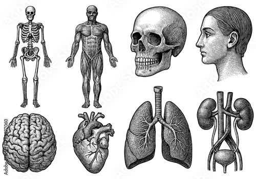 Detailed anatomy engravings: human organs, skeleton, and skull illustrations