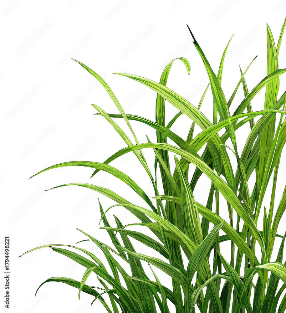 Fototapeta premium A lush cluster of green grass with long, slender blades growing densely and exhibiting vibrant, healthy foliage in a natural setting