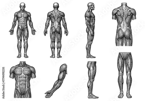 Detailed human muscular system anatomy depictions in classic medical style