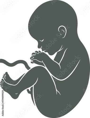 Silhouette of a fetus in the womb, symbolizing new life and development