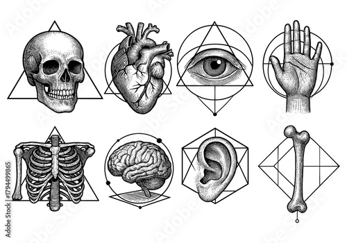 Detailed black and white anatomical diagrams with geometric elements