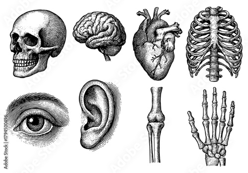 Detailed hand drawn anatomical sketches of human body parts and organs