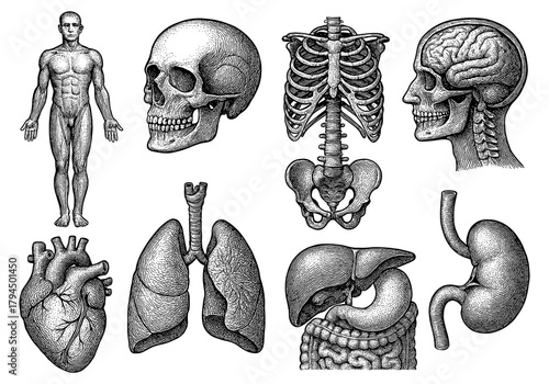 Detailed human anatomy set featuring skeleton, brain, and major organs in vintage engraving style