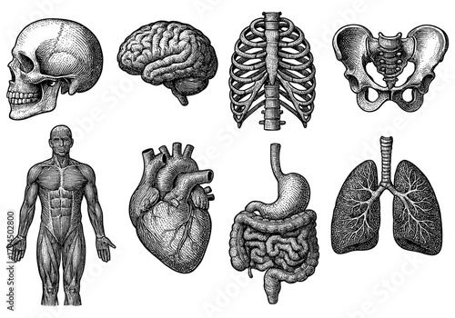 Intricate vintage anatomical drawings of human body organs and skeleton parts