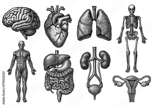 Detailed vintage anatomy set with human body and organ illustrations